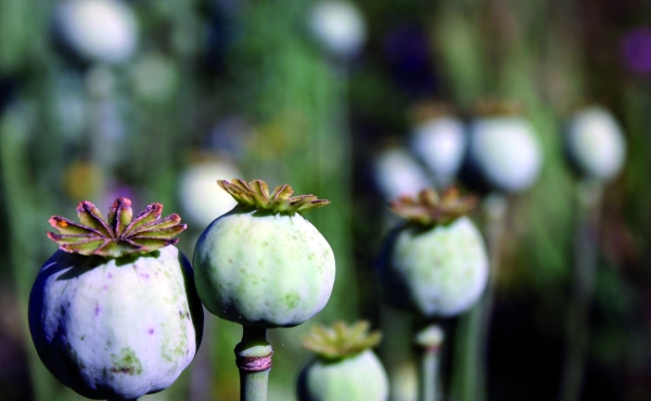 Poppies